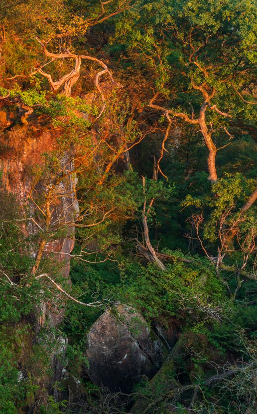 Lush North Yorkshire woodland at sunrise. Sunlight bathes the twisted branches of towering trees in a warm golden hue, contrasting with the cool greenery in shadowed areas. Rugged rocks nestled among the foliage add a textural depth to the tranquil scene. a rock in the middle of a forest