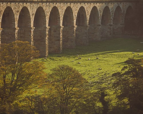 Crimple Valley Viaduct: A Marvel of Engineering and Beauty: Distant view of sheep and the Crimple Viaduct in spring a bridge on top of a lush green field