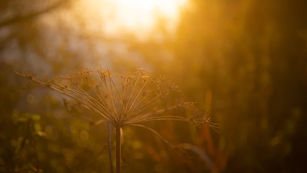 Dried cow parsley seed head backlit by golden sunset in autumn meadow