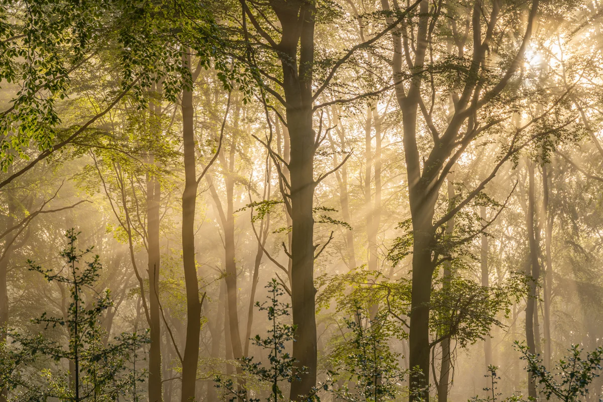 Sunbeams streaming through misty beech woodland at dawn with fresh green spring foliage
