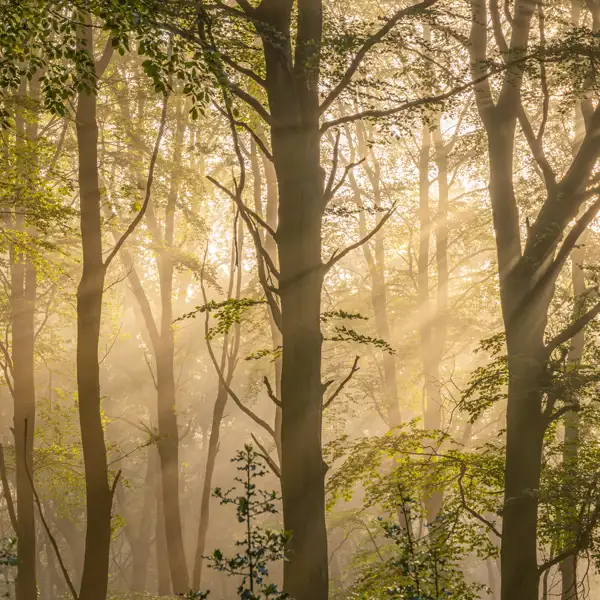 Woodland Mists