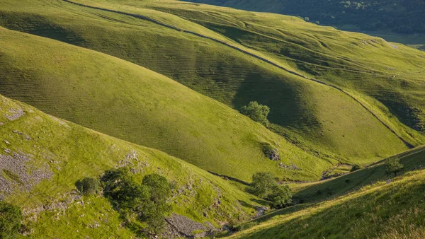 Lone tree on rolling green dale hillsides crossed by dry stone walls in golden summer evening light
