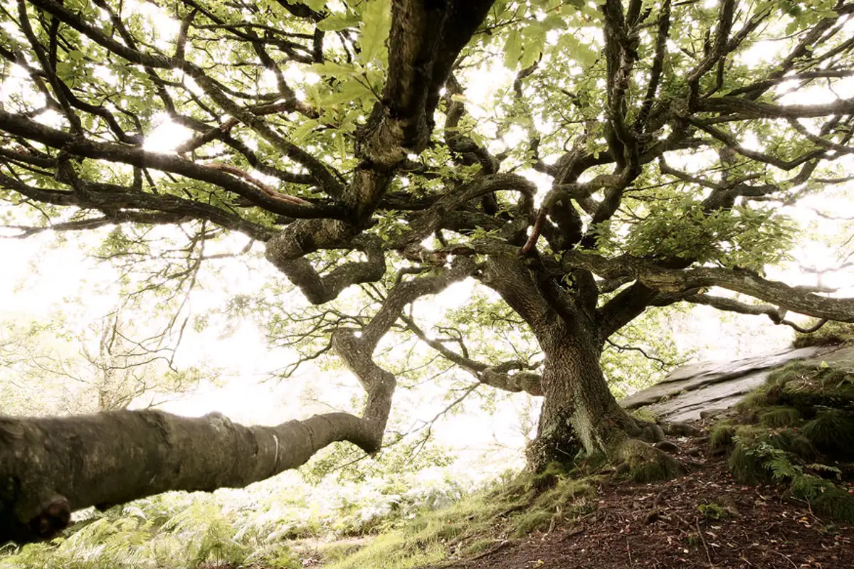 Oak Tree, Brimham Rocks