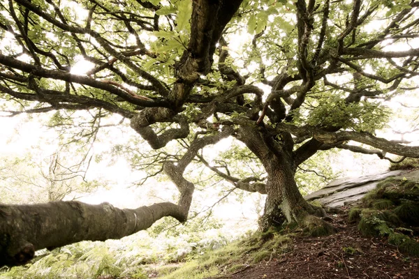 Oak Tree, Brimham Rocks