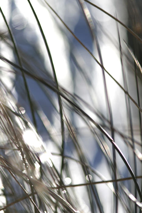blades of grass