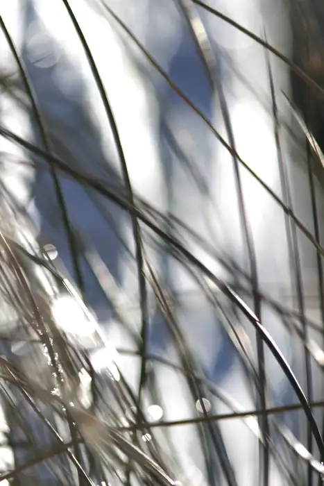 blades of grass