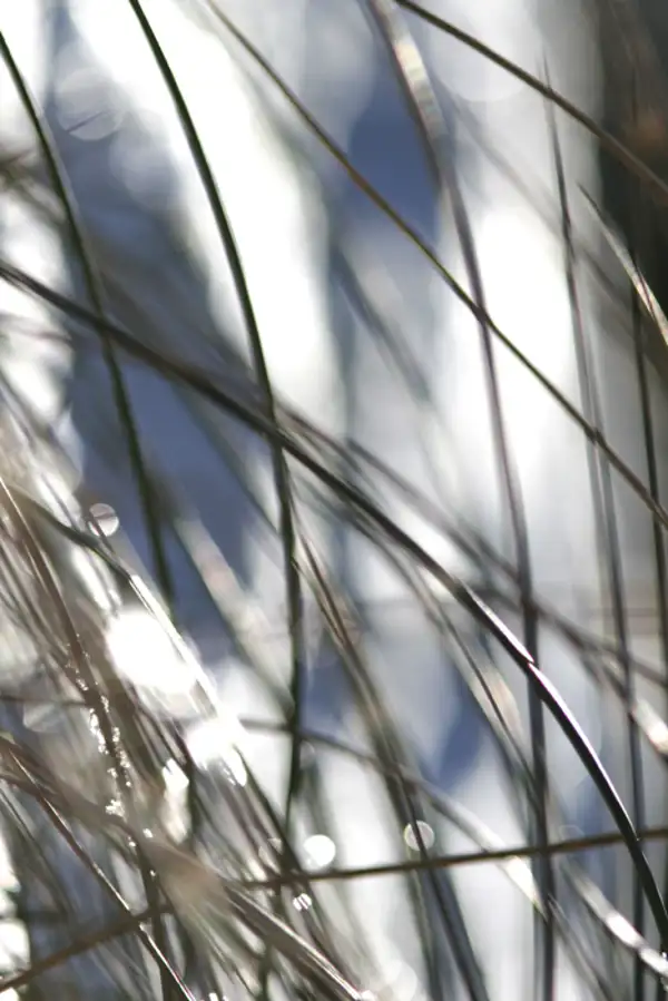blades of grass