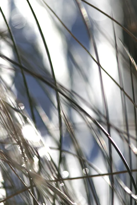 blades of grass