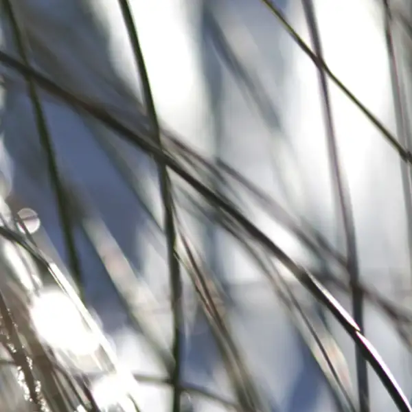 blades of grass