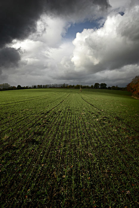 Cornfield, Darfield