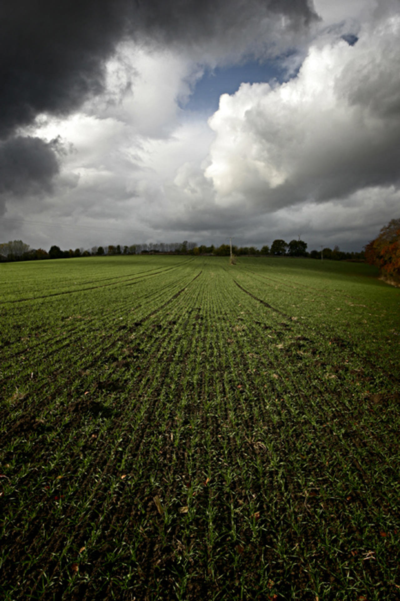 Cornfield, Darfield