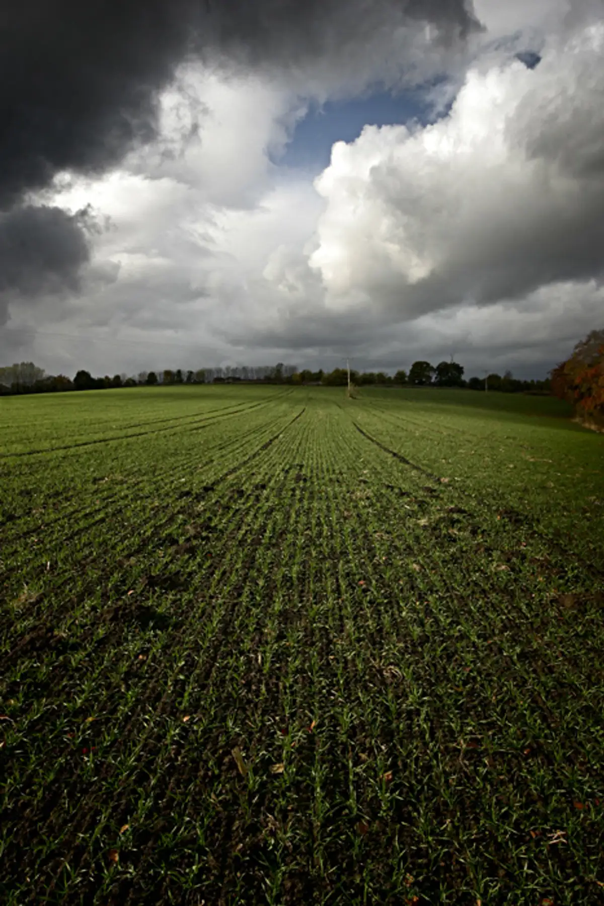 Cornfield, Darfield