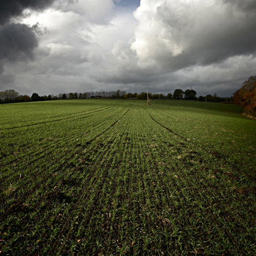 Cornfield, Darfield: Cornfield, Darfield