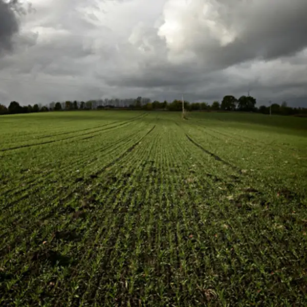Cornfield, Darfield
