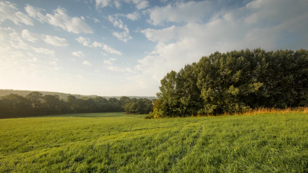 Lush green meadow edged by woodland in rolling countryside under a soft, hazy summer morning sky