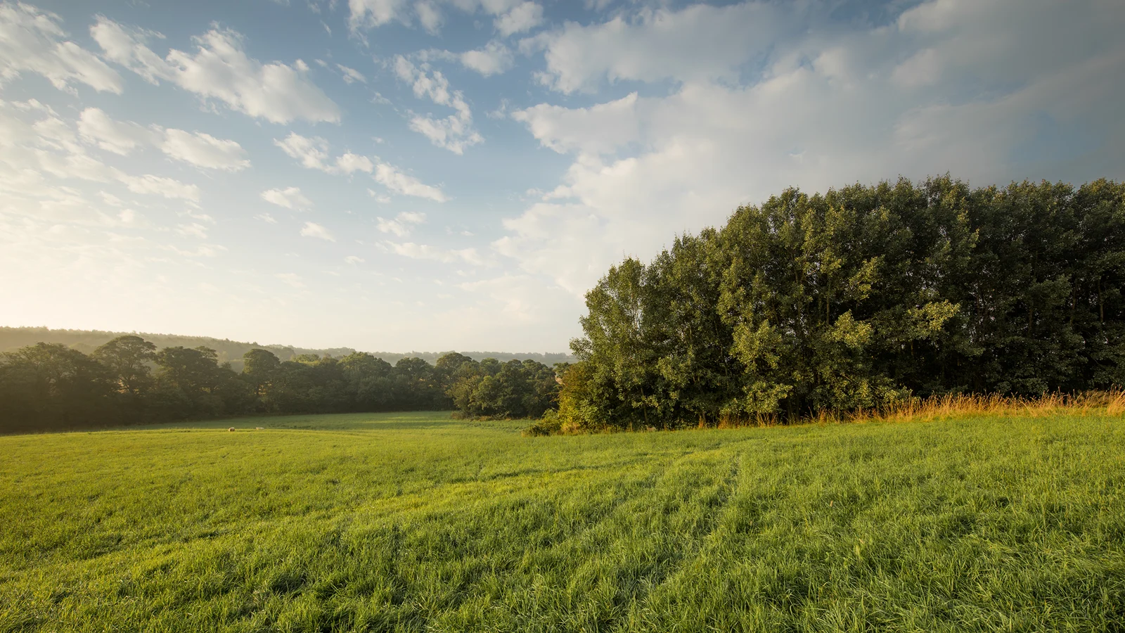 Lush green meadow edged by woodland in rolling countryside under a soft, hazy summer morning sky