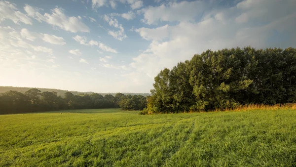 Lush green meadow edged by woodland in rolling countryside under a soft, hazy summer morning sky