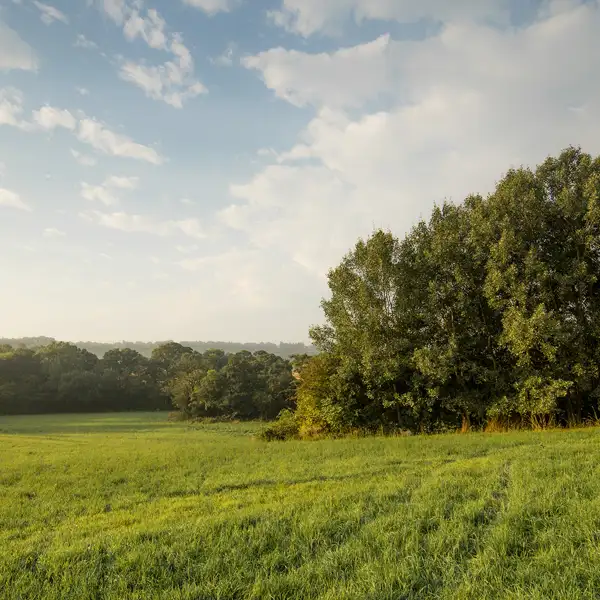 Crimple Valley Misty Summer Morning