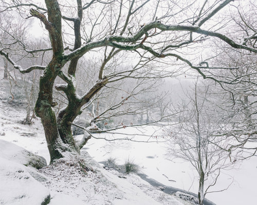 A Journey Through Ancient Woodland:  