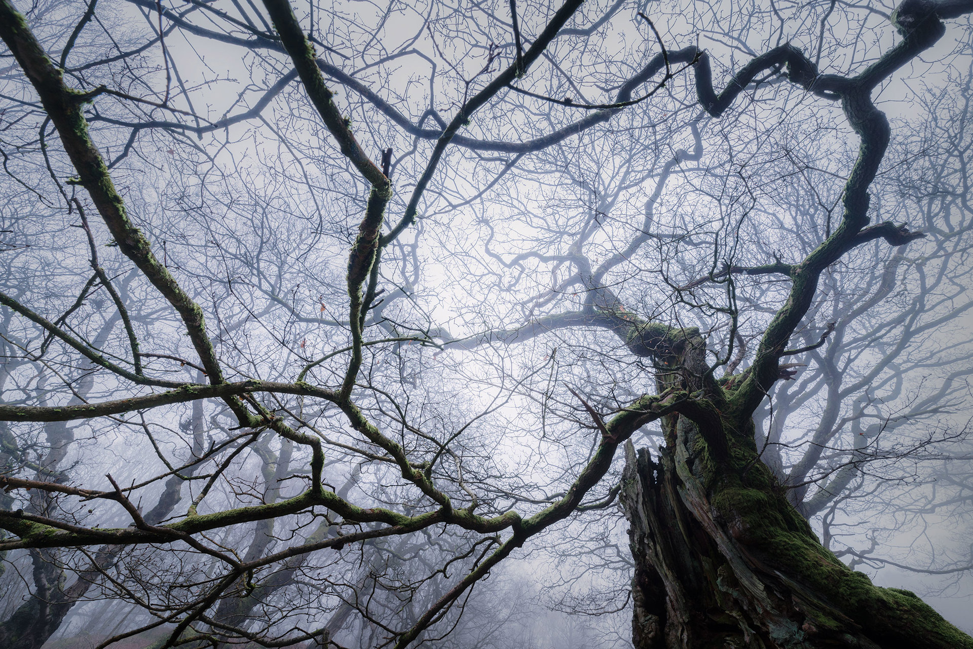 Looking up through a canopy of bare tree branches, covered in patches of moss, against a misty grey sky. The intricate network of branches creates a tangled, organic pattern, with the fog softening the background.