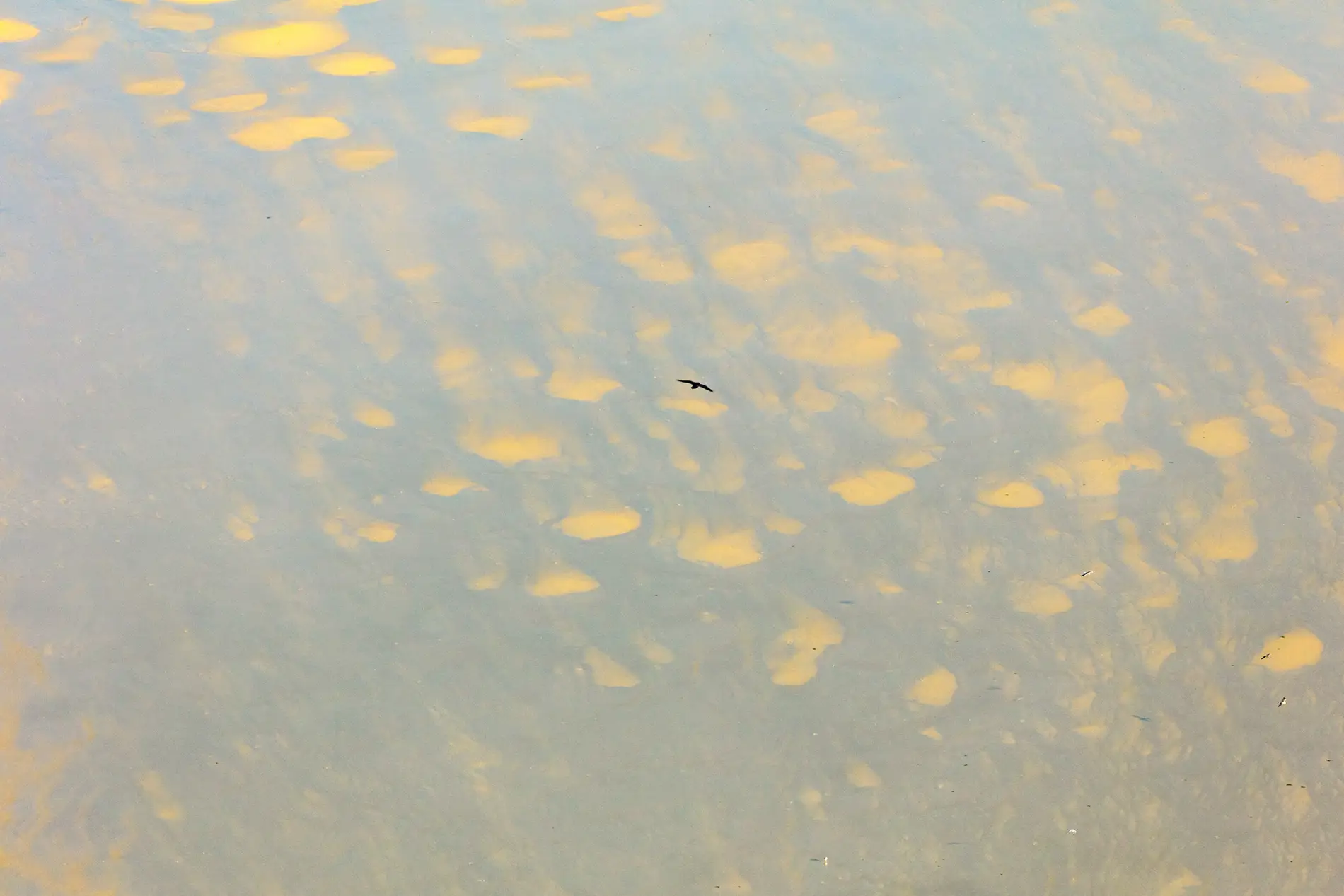 Lone bird silhouetted against golden mackerel-sky clouds reflected in calm still water at sunset