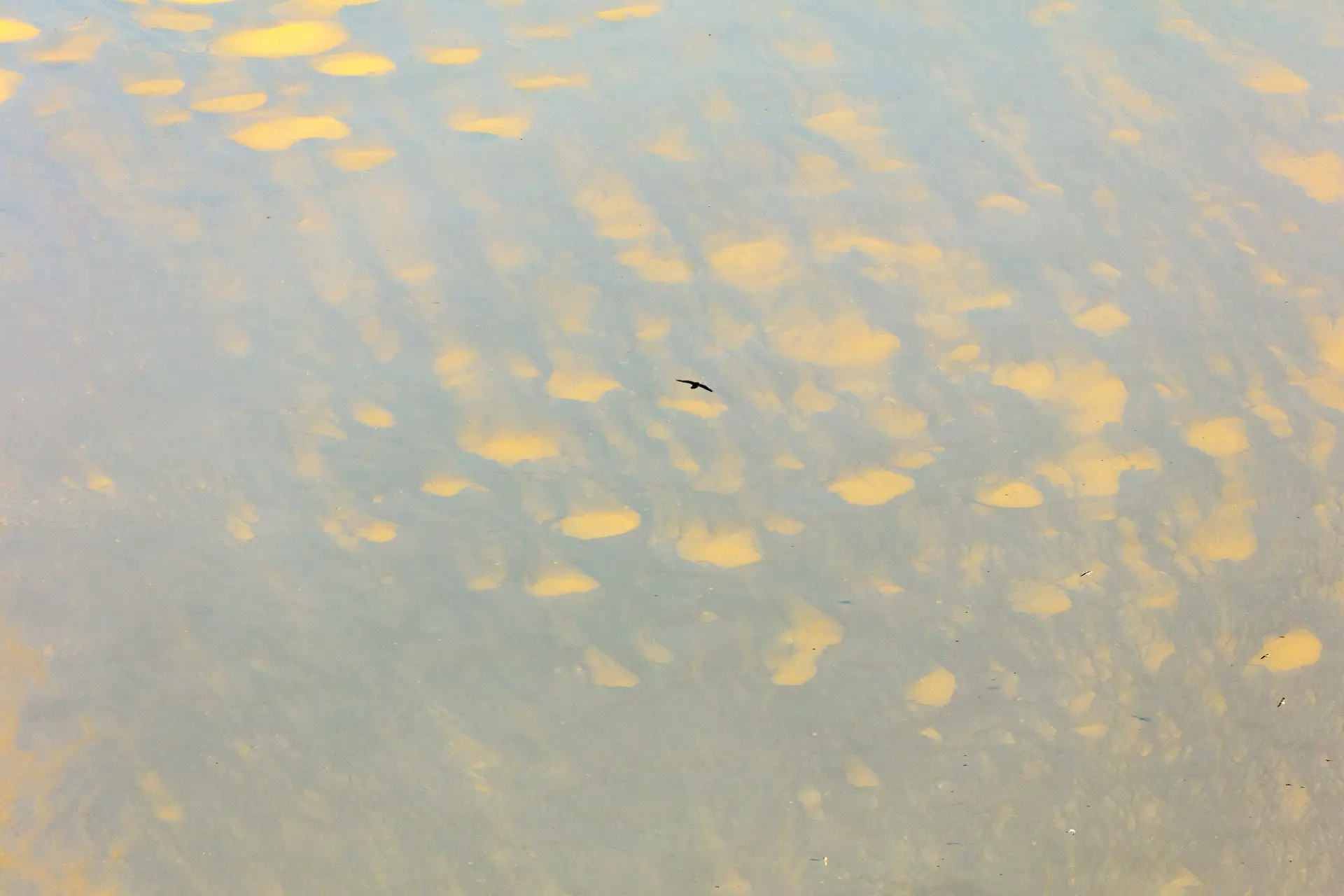 Aerial view of a body of water with a pattern of yellow and brown patches resembling sandbanks or shallow areas. A small bird is flying over the water, casting a shadow on the surface below. The overall tone is muted and serene.