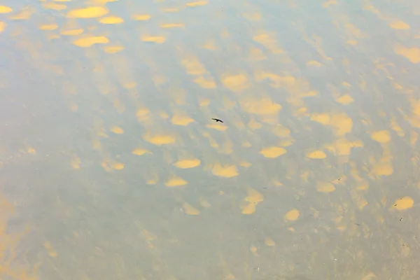 Lone bird silhouetted against golden mackerel-sky clouds reflected in calm still water at sunset
