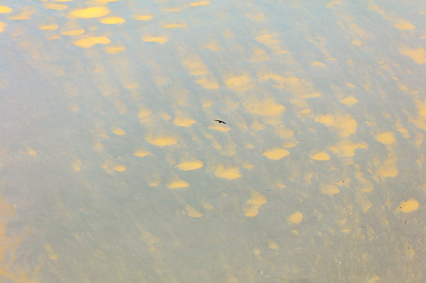  a bird flying over a body of water