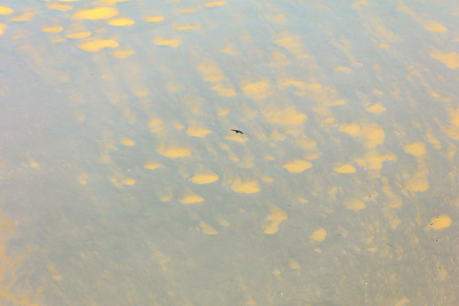  a bird flying over a body of water