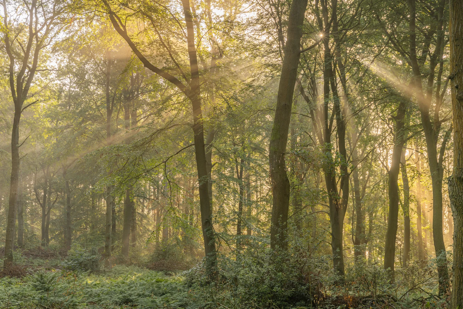 Sunbeams streaming through misty beech woodland at dawn, lighting ferns on the forest floor