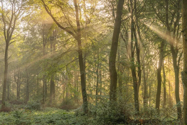 Sunbeams streaming through misty beech woodland at dawn, lighting ferns on the forest floor