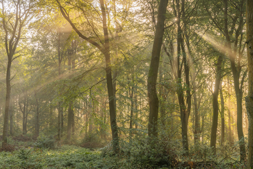  a tree in a forest