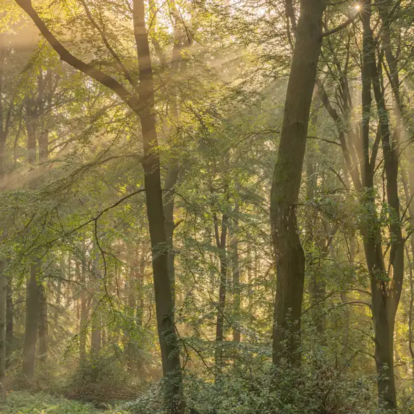 Woodland Mists