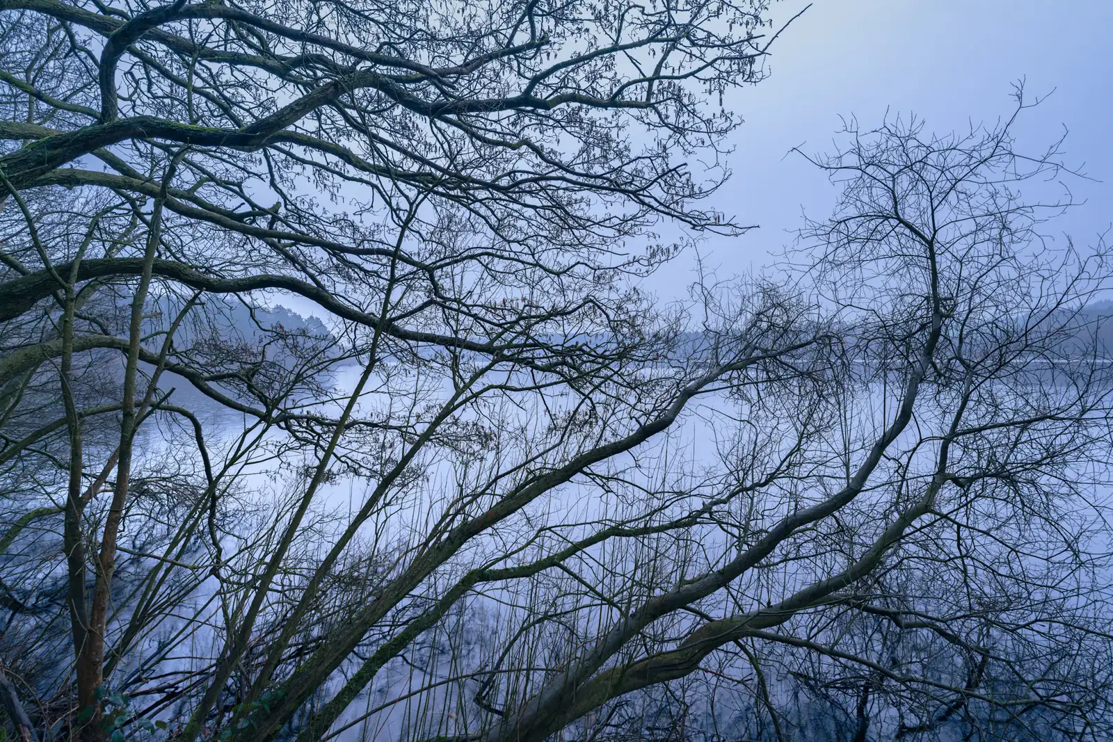 Bare tree branches stretch across the foreground, silhouetted against a misty, pale blue sky. A calm lake reflects the branches, adding to the tranquil, wintry atmosphere. Distant hills are faintly visible through the mist.
