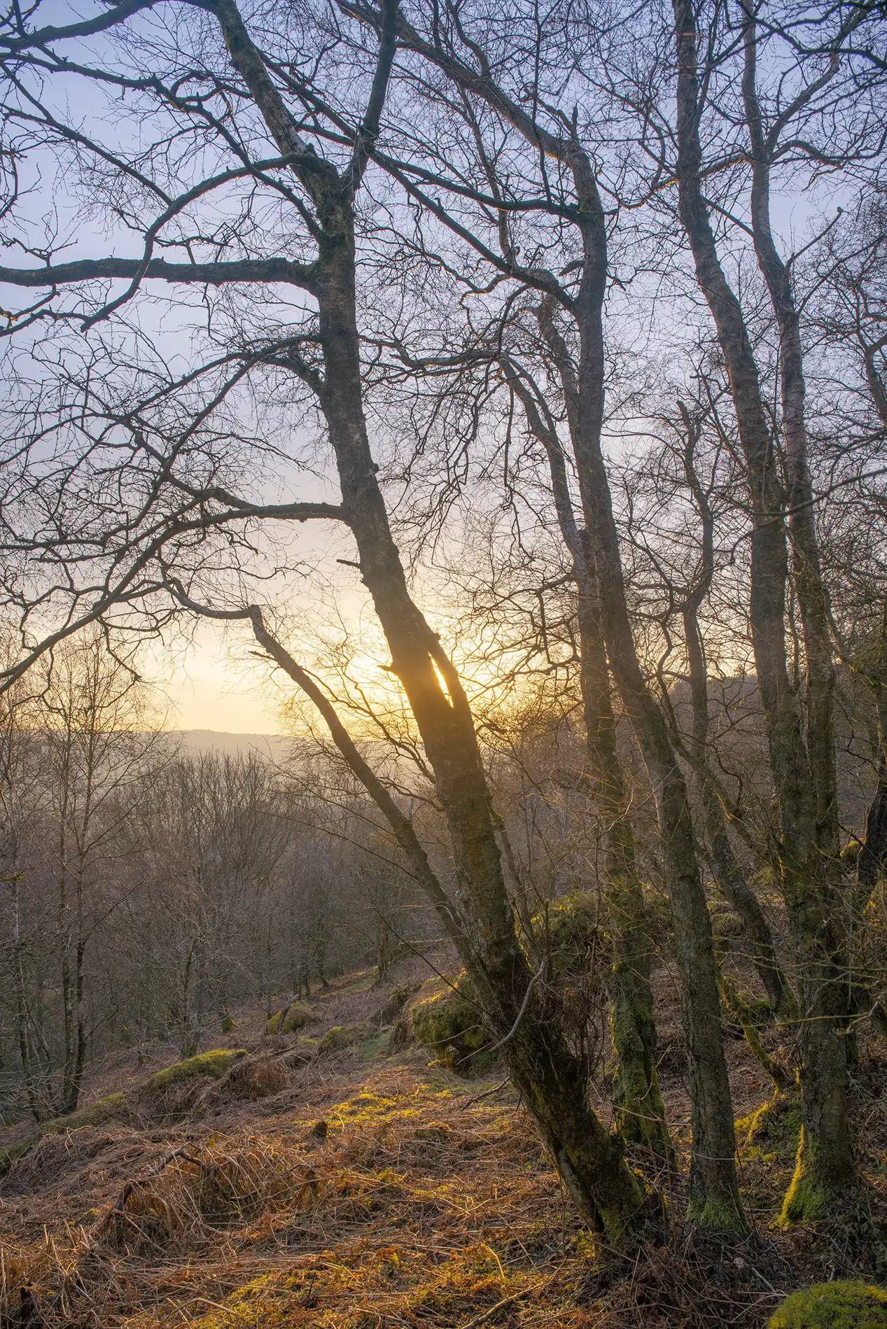 Bare birch trees on a moss-covered hillside silhouetted against a golden winter sunrise over distant hills