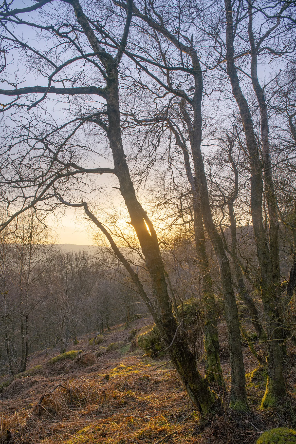 Bare birch trees on a moss-covered hillside silhouetted against a golden winter sunrise over distant hills