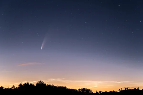 Comet Neowise with its bright tail over a starry twilight sky above silhouetted woodland at dawn