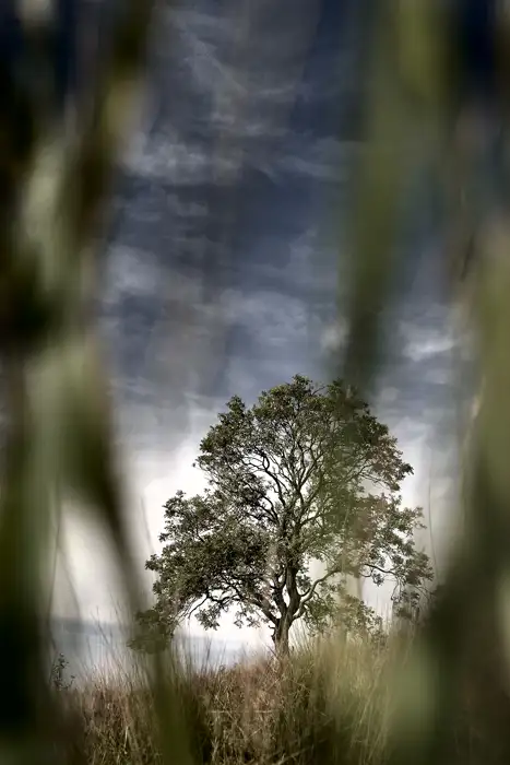 Lone Tree