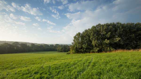 a large green field with trees in the background