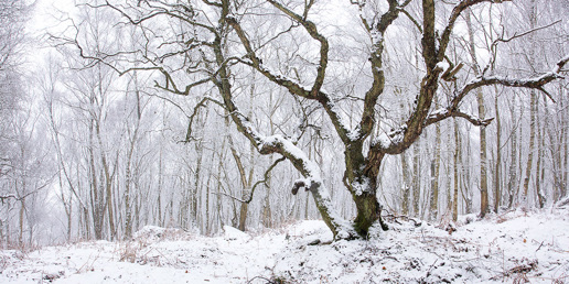 Pure White Light a tree covered in snow