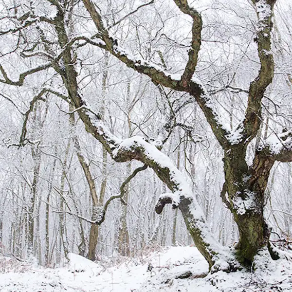 Pure White Light