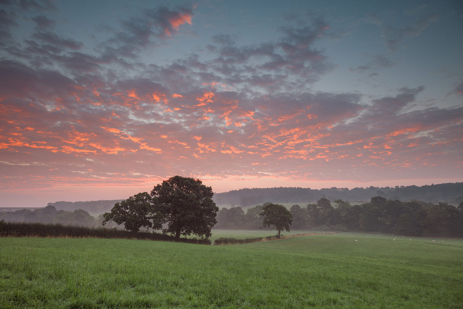 Dawn breaks over The Crimple Valley in Harrogate. The sky is painted with hues of pink and orange, reflecting off scattered clouds. Below, a lush green field hosts scattered sheep and trees, with a dense treeline in the distance under the vibrant sky.