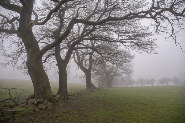 Bare oak trees beside a crumbling drystone wall in a misty winter field, their twisted branches fading into thick fog
