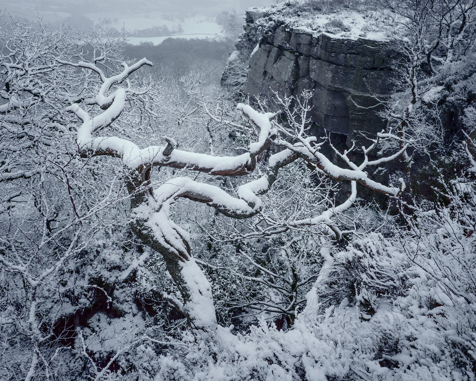 Snow-covered branches of a tree stretch across a wintry landscape, with dense snow blanketing the ground and nearby vegetation. In the background, a rocky cliff face rises, partially covered in snow. The scene is enveloped in mist, creating a serene and cold atmosphere.
