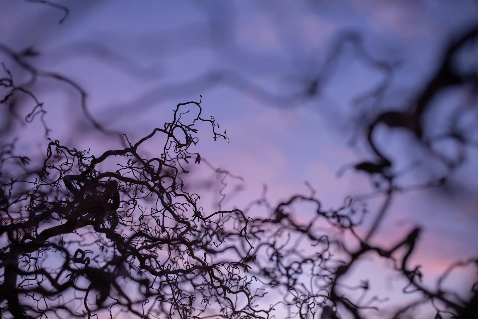 Twisted bare twigs of a corkscrew hazel silhouetted against a pink and purple twilight sky in winter.