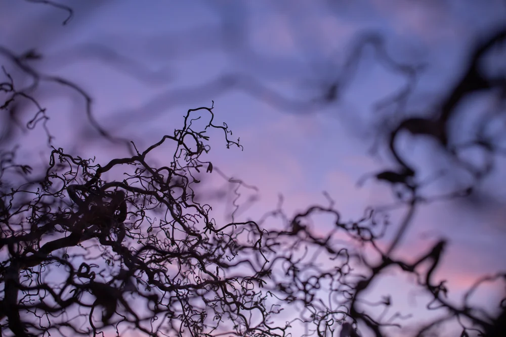 Twisted bare twigs of a corkscrew hazel silhouetted against a pink and purple twilight sky in winter.
