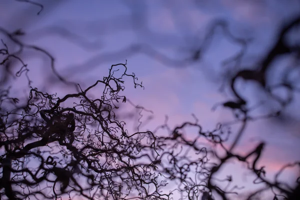Twisted bare twigs of a corkscrew hazel silhouetted against a pink and purple twilight sky in winter.
