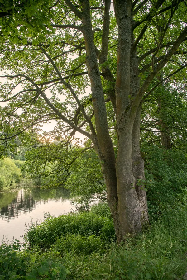 Mature oak tree beside a calm lakeside at sunset, surrounded by lush green summer foliage