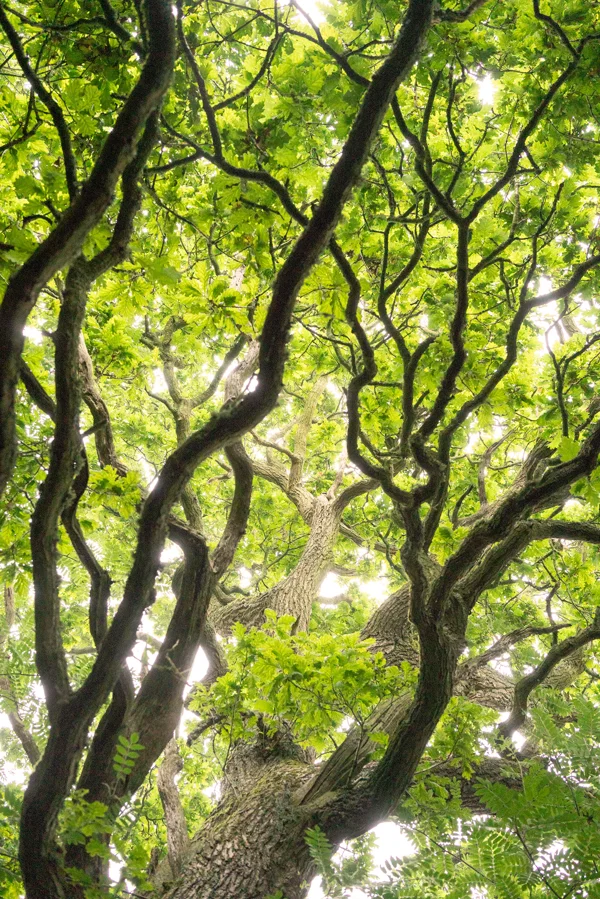 Twisting oak branches and bright green leaves seen from below in a woodland canopy in summer.