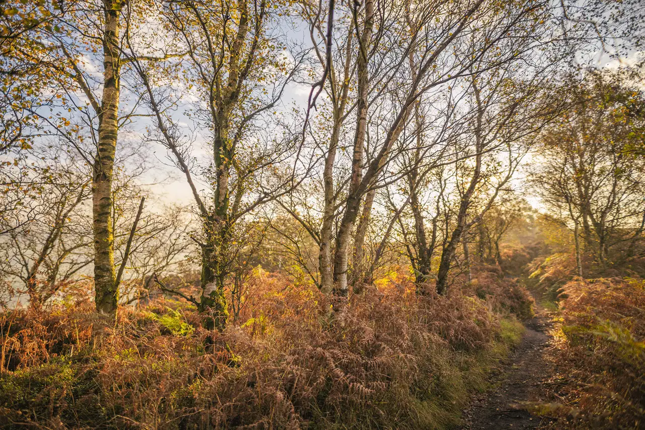 Birch trees with slender trunks line a narrow dirt path in a woodland area. Sunlight filters through, highlighting the ferns and bracken that have turned golden brown. The sky is partly cloudy, adding warmth to the serene autumn scene.